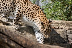 Perzsa leopárddal gazdagodott a pécsi állatkert