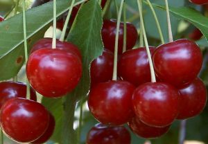 Népszerűsítik a különleges magyar gyümölcsfajtákat