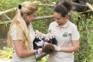 Vörös macskamedvékkel gyarapodott a Nyíregyházi Állatpark