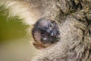 Több mint kétszáz állat született idén a Nyíregyházi Állatparkban