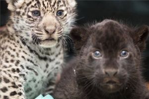 Bemutatták a Nyíregyházi Állatpark egyhónapos jaguárikreit